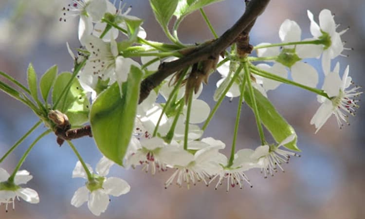 Ugadi 2025: ಸೃಷ್ಟಿಯ ಮೊದಲ ಕ್ಷಣ &#8220;ಯುಗಾದಿ&#8217;: ಹೊಸತೆಂಬ ಸೌಂದರ್ಯ, ಉಲ್ಲಾಸ