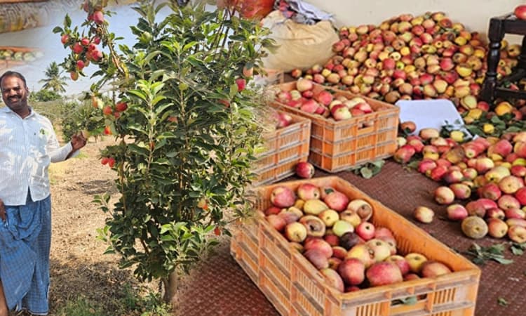 Mudhol: ಕುಳಲಿ‌ ರೈತನ ವಿಶಿಷ್ಟ ಸಾಧನೆ; ಸೇಬು ಕೃಷಿಯಲ್ಲಿ ಸೈ ಎನಿಸಿಕೊಂಡ ರೈತ