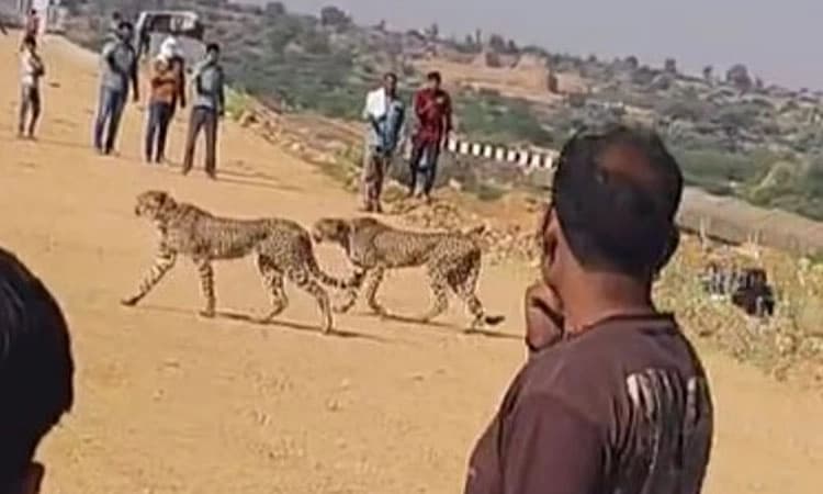 Bhopal: ಮರಿಗಳ ಸಹಿತ ಗ್ರಾಮಕ್ಕೆ ಬಂದ ಚೀತಾಗೆ ಕಲ್ಲೇಟು