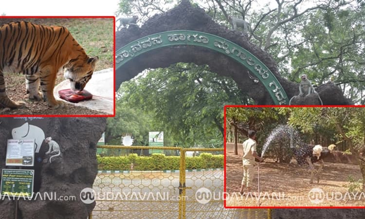 Gadag: ಬಿಂಕದಕಟ್ಟಿ ಮೃಗಾಲಯ ಈಗ ಕೂಲ್‌ ಕೂಲ್‌! ಪ್ರಾಣಿ ಪಕ್ಷಿಗಳಿಗೆ ತಣ್ಣೀರು ಸಿಂಚನ