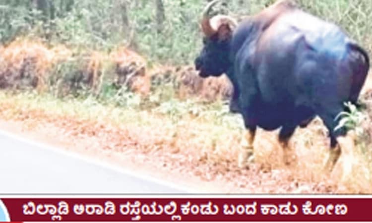 ಕೋಟ ಹೋಬಳಿಯಲ್ಲಿ ಕಾಟಿಗಳ ಕಾಟ! ಇಲಾಖೆ ಅಸಹಾಯಕ…