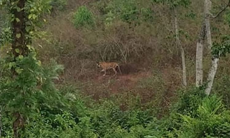 Kerala; ಅರಣ್ಯಾಧಿಕಾರಿಗಳ ಗುಂಡಿಗೆ ಹುಲಿ ಬ*ಲಿ