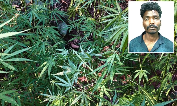 Madikeri: ಶ್ಮಶಾನ ಜಾಗದಲ್ಲಿ ಗಾಂಜಾ ಬೆಳೆಸಿದ ಆರೋಪಿಯ ಬಂಧನ