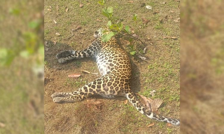 Kinnigoli: ಉಳೆಪಾಡಿ; ಚಿರತೆ ಅಸಹಜ ಸಾವು