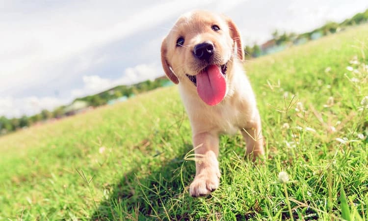 Bengaluru: ನಾಯಿ ಮರಿ ಕಳ್ಳತನ: ಠಾಣೆ ಮೆಟ್ಟಿಲೇರಿದ ಮಾಲಕಿ