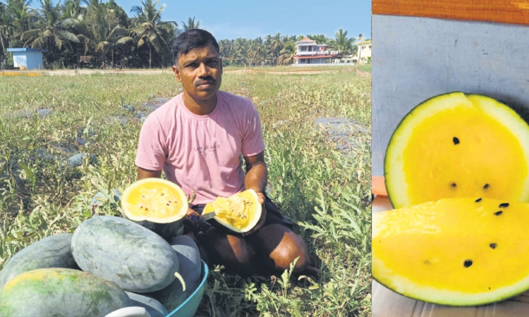 Katpadi: ಮಟ್ಟುಗದ್ದೆಯಲ್ಲಿ ಬೆಳೆದುನಿಂತಿದೆ ಹಳದಿ ಕಲ್ಲಂಗಡಿ!