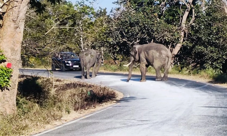 Bandipur ಹೆದ್ದಾರಿಯಲ್ಲಿ ಚೆಲ್ಲಿದ ಅಕ್ಕಿ ಮೆಲ್ಲುತ್ತ ನಿಂತ ಕಾಡಾನೆಗಳು: ಟ್ರಾಫಿಕ್ ಜಾಮ್