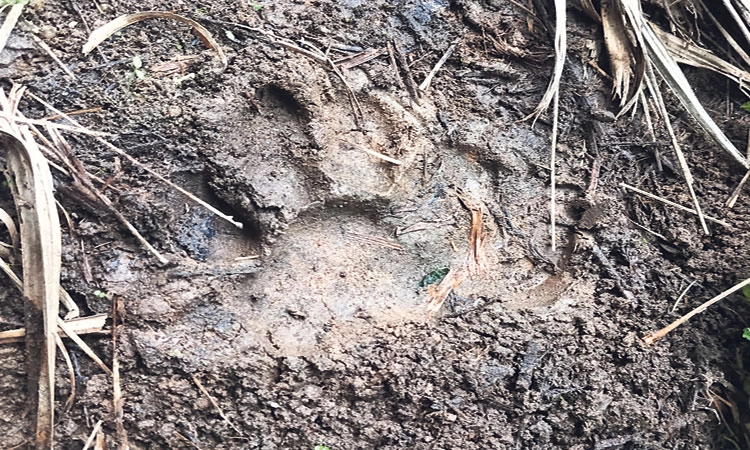 ಸೋಮವಾರಪೇಟೆ: ಹುಲಿ ಸಂಚಾರ; ಸ್ಥಳೀಯರಲ್ಲಿ ಆತಂಕ