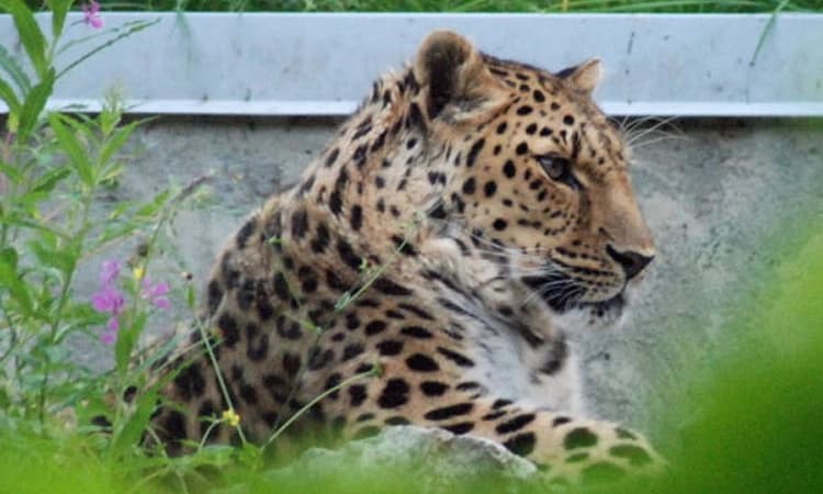 ಚಿರತೆಯನ್ನು ಎಲ್ಲಿ ಬಿಟ್ಟಿದ್ದೀರೆಂದು ತಿಳಿಸಿ; ಅರಣ್ಯ ಇಲಾಖೆ ಕಚೇರಿ ಎದುರು ಪ್ರತಿಭಟನೆ