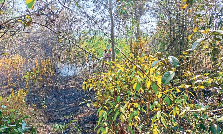 Sullia; ಸೋಣಂಗೇರಿ: ಅರಣ್ಯ ಪ್ರದೇಶಕ್ಕೆ ಬೆಂಕಿ