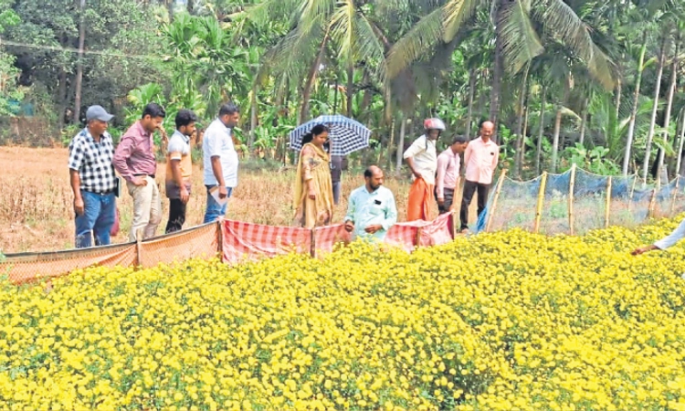 Kundapura: ಕೀಟ ಬಾಧೆ ನಿವಾರಿಸಿ, ಇಳುವರಿ ಹೆಚ್ಚಿಸಿ