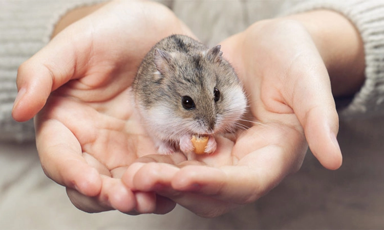 Hamster: ಮಾನವ ಜೀವನದ ಹ್ಯಾಮ್‌ಸ್ಟರ್‌ ಕಥಾನಕ: ಪ್ರಾಣಿ-ಮನುಷ್ಯ ಜೀವನಕ್ಕೂ ಇರುವ ಸಾಮ್ಯತೆ