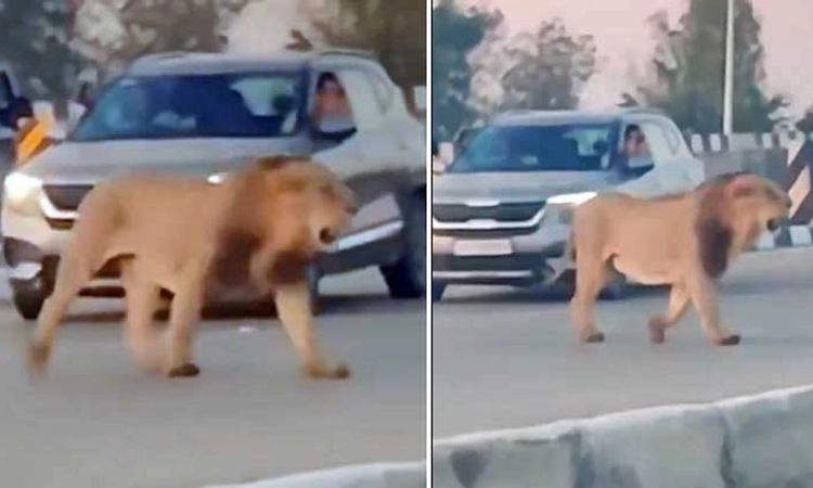 Video: ನಾನು ಕಾಡಲ್ಲಿದ್ರೂ ರಾಜನೇ, ನಾಡಿಗೆ ಬಂದ್ರೂ ರಾಜನೇ… ಸಿಂಹದ ಗಾಂಭೀರ್ಯ ನಡೆ