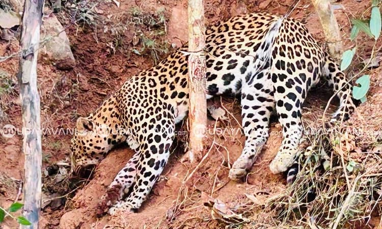 Chikkamagaluru: ಬೇಟೆಗಾರರ ಉರುಳಿಗೆ ಸಿಲುಕಿದ ಚಿರತೆ; ಸಾವು ಬದುಕಿನ ನಡುವೆ ಹೋರಾಟ