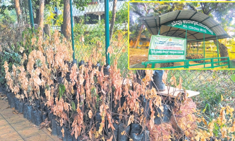 Mangaluru: ಕೈದಿಗಳು ಬೆಳೆಸಿದ ಗಿಡಗಳಿಗೆ ನೀರು ಹಾಕುವವರಿಲ್ಲ !