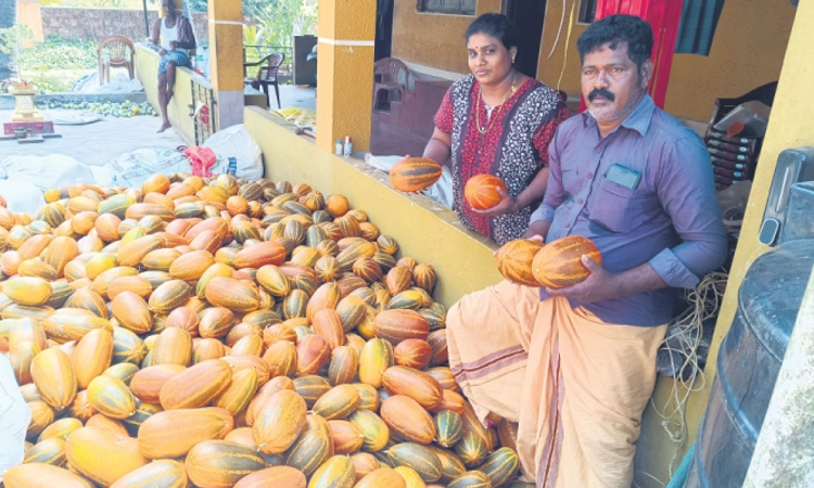 Katapadi: ಮುಕ್ಕಾಲು ಎಕರೆಯಲ್ಲಿ 8 ಟನ್‌ ಸೌತೆ, ಅಂಗಳದಿಂದಲೇ ಮಾರಾಟ!