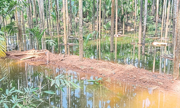 Bantwal: ಕೃಷಿಕರ ತೋಟಗಳಿಗೆ ನುಗ್ಗಿದ ಜಕ್ರಿಬೆಟ್ಟು ಅಣೆಕಟ್ಟು ನೀರು!