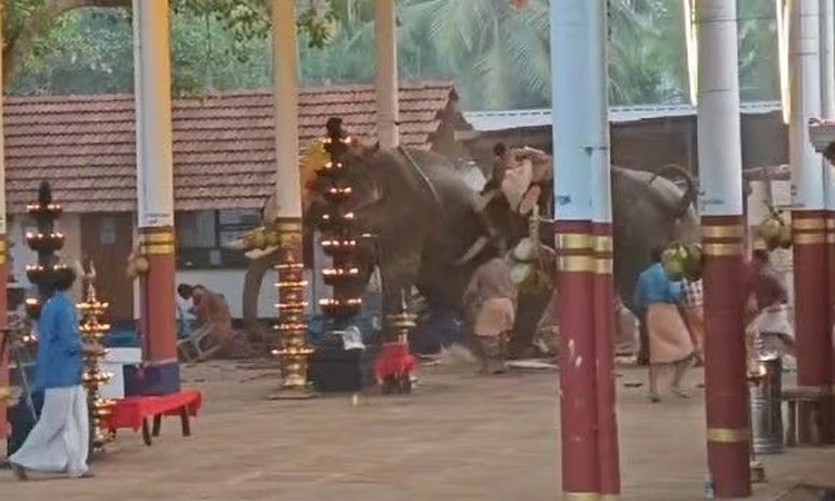 Kerala Temple: ಕೇರಳದಲ್ಲಿ ದೇವಸ್ಥಾನದಲ್ಲಿ ಆನೆಗಳಿಂದ ದಾಳಿ: 3 ಸಾವು
