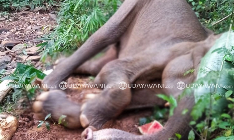 Charmady: ಅಸ್ವಸ್ಥ ಸ್ಥಿತಿಯಲ್ಲಿ ಪತ್ತೆಯಾಗಿದ್ದ ಕಾಡಾನೆ ಸಾವು