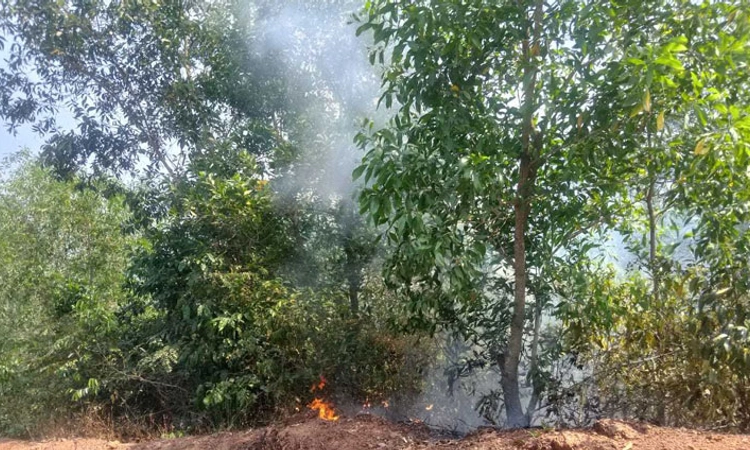 Belthangady: ಗೇರು ತೋಟದಲ್ಲಿ ಆಕಸ್ಮಿಕ ಬೆಂಕಿ