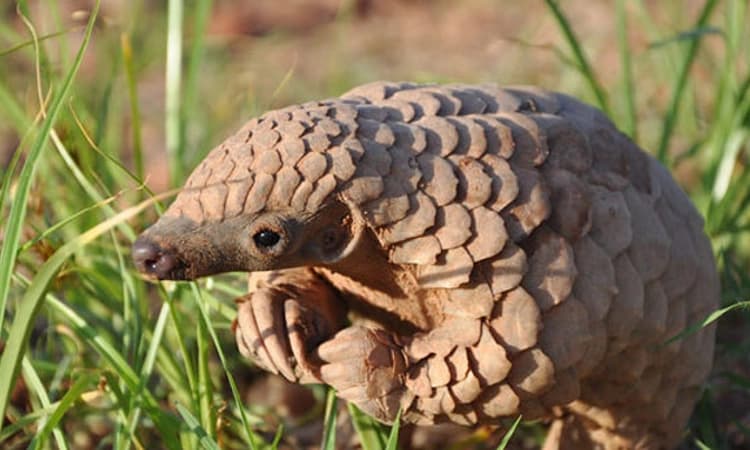 ಅಳಿವಿನಂಚಿನ ಚಿಪ್ಪು ಹಂದಿ (ಪ್ಯಾಂಗೋಲಿನ್‌)ಯ ಕಳ್ಳಸಾಗಣೆ, ಬೇಟೆ ಹಿಂದಿದೆ ಬೃಹತ್‌ ಮಾಫಿಯಾ!