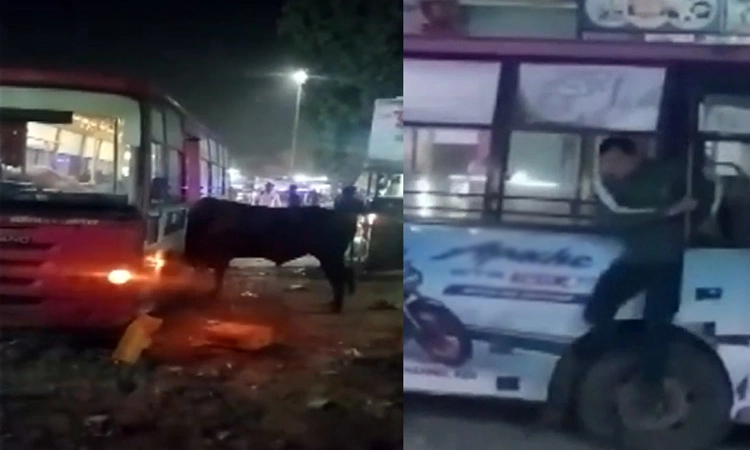 Video: ಬಸ್ಸಿನೊಳಗೆ ನುಗ್ಗಿದ ಗೂಳಿ.. ಕಿಟಕಿ ಗಾಜು ಪೀಸ್ ಪೀಸ್… ಚಾಲಕ, ಕಂಡಕ್ಟರ್ ಎಸ್ಕೇಪ್