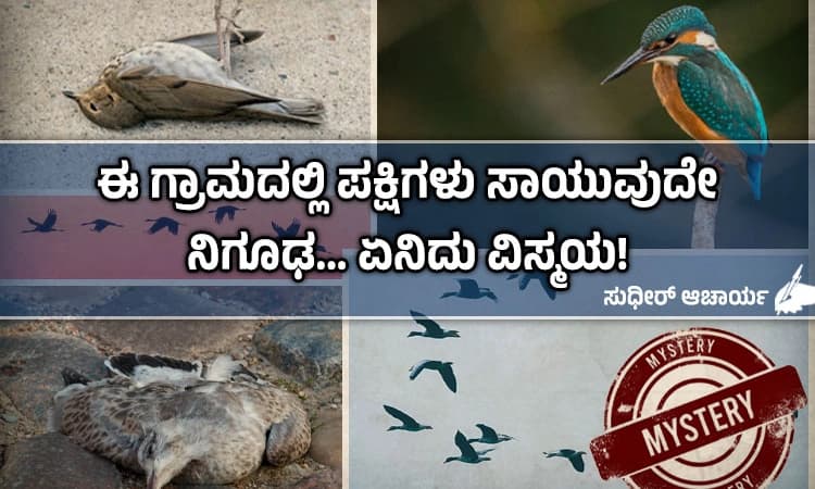 Birds Mystery: ಭಾರತದಲ್ಲೊಂದು ಪಕ್ಷಿಗಳು ಆತ್ಮಹ*ತ್ಯೆ ಮಾಡಿಕೊಳ್ಳುವ ನಿಗೂಢ ಸ್ಥಳ!