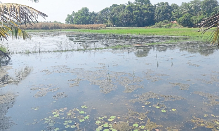 Kundapura: ರಾಜಾಡಿ ಡ್ಯಾಮ್‌; ಜಾಲಾಡಿ, ಹರೇಗೋಡಿಗೆ ಕಂಟಕ