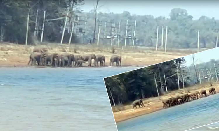 Elephant: ಭದ್ರಾ ಹಿನ್ನೀರಿನ ಬಳಿ 15ಕ್ಕೂ ಹೆಚ್ಚು ಕಾಡಾನೆಗಳ ರೌಂಡ್ಸ್, ಸ್ಥಳೀಯರಲ್ಲಿ ಆತಂಕ