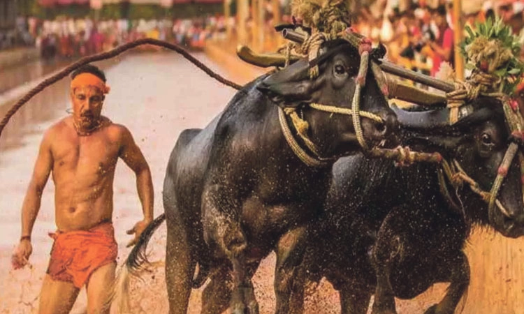 Kambala: ಸಮಯ ಪಾಲನೆ: ಜಪ್ಪಿನ ಮೊಗರು ಜಯ, ವಿಜಯ ಕಂಬಳ ದಾಖಲೆ