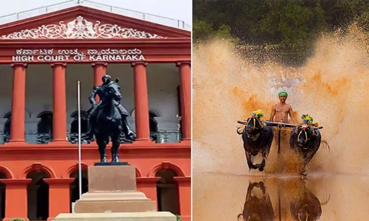 High Court: ಕಂಬಳ ಆಯೋಜನೆ ಬಗ್ಗೆ ನಮ್ಮ ಆಕ್ಷೇಪವಿಲ್ಲ, ಆದರೆ…: ಪೆಟಾ ವಾದ ಮಂಡನೆ ಏನು?