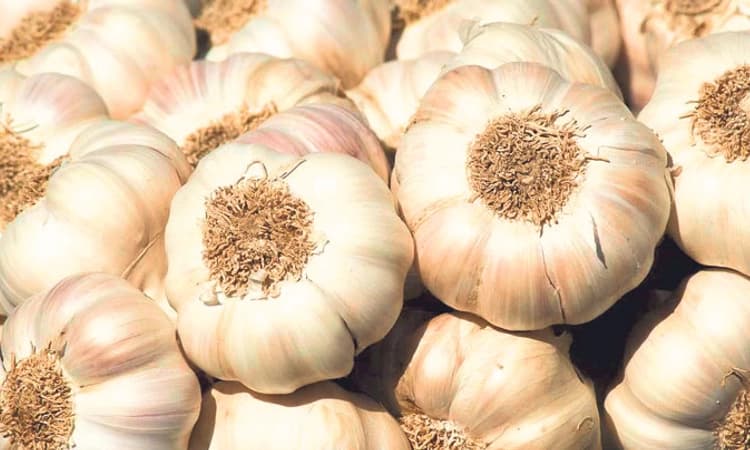 Market: ಬೆಳ್ಳುಳ್ಳಿ ದರ ಕೆಜಿಗೆ 500ರಿಂದ 150 ರೂ.ಗೆ ಕುಸಿತ