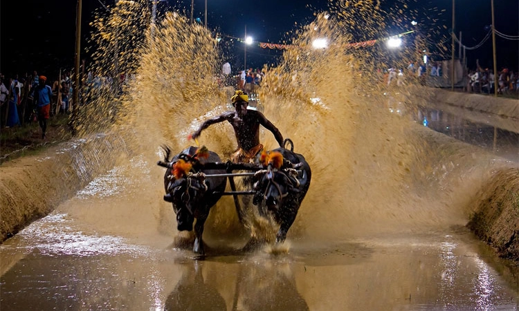 Kambala: ಎ. 19, 20ರಂದು ಶಿವಮೊಗ್ಗದಲ್ಲಿ ಕಂಬಳ