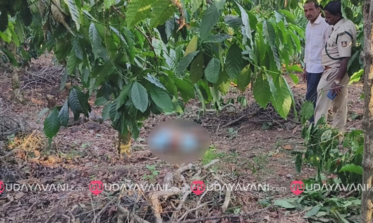 Kalasa: ಕಾಫಿತೋಟದಲ್ಲಿ ಕಾಡುಕೋಣ ದಾಳಿ; ಕೃಷಿಕ ಸಾವು