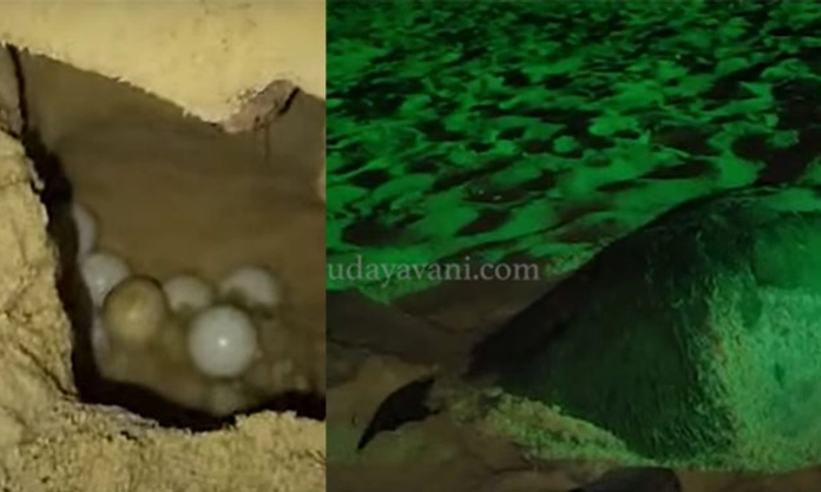 ಮಂಗಳೂರಿನ 4 ಕಡೆ ಆವಿಲ್‌ ರಿಡ್ಲೆ ಮೊಟ್ಟೆ ಪತ್ತೆ