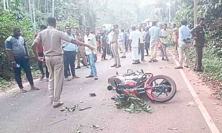 Kadaba: ಚಲಿಸುತ್ತಿದ್ದ ಬೈಕ್‌ ಮೇಲೆ ಬಿದ್ದ ಮರ: ಸವಾರ ಆಸ್ಪತ್ರೆಗೆ