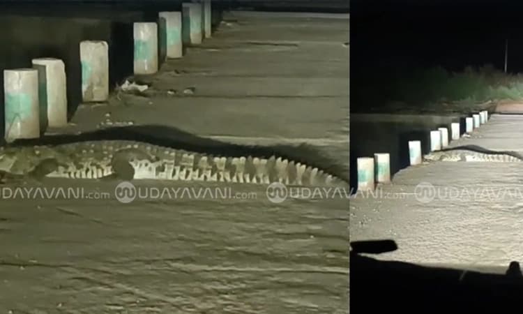 Mudhol: ಮಾಚಕನೂರ ಸೇತುವೆ ಮೇಲೆ‌ ಮೊಸಳೆ ಪ್ರತ್ಯಕ್ಷ; ಗ್ರಾಮಸ್ಥರಲ್ಲಿ ಆತಂಕ