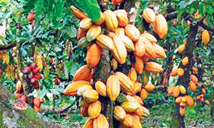 Dakshina Kannada: ಕೊಕ್ಕೋ ಬೆಳೆ ಪ್ರಮಾಣ ಇಳಿಕೆ; ರೈತರು ಕೊಕ್ಕೋದಿಂದ ವಿಮುಖ 