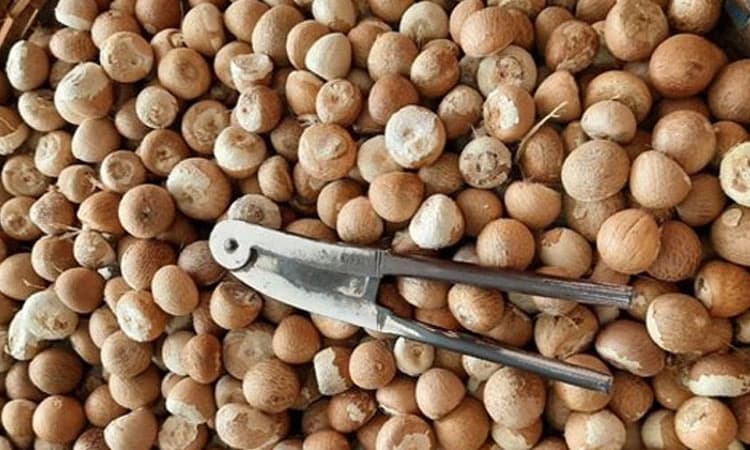 Price Hike: ಮಾರುಕಟ್ಟೆಯಲ್ಲಿ 400 ರೂ. ಗಡಿ ದಾಟಿದ ಹೊಸ ಅಡಿಕೆ ಧಾರಣೆ 