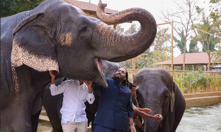 Vantara; ಅಶಕ್ತ ಪ್ರಾಣಿಗಳಿಗೆ ಆಸರೆ: ವನತಾರಾ ಏನು? ಎತ್ತ? ಎಂಬ ಬಗೆಗಿನ ಮಾಹಿತಿ ಇಲ್ಲಿದೆ.