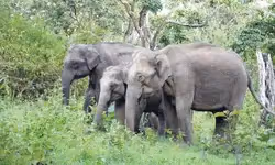 Karnataka Budget; ಮಾನವ-ಆನೆ ಸಂಘರ್ಷ ತಡೆಗೆ ರೈಲ್ವೆ ಬ್ಯಾರಿಕೇಡ್‌