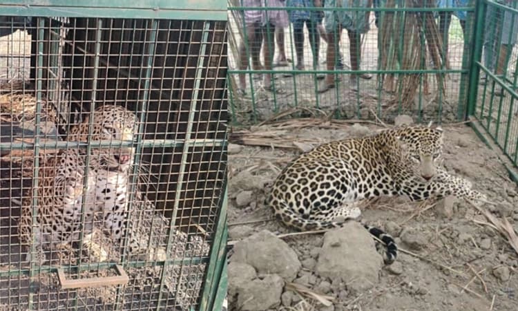 Bandipur: ಅರಣ್ಯ ಇಲಾಖೆ ಇರಿಸಿದ್ದ ಬೋನಿಗೆ ಚಿರತೆ ಸೆರೆ