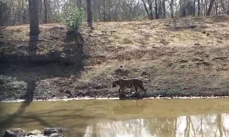 Hunsur: ಜಿಂಕೆ ಮರಿಯನ್ನು ಬೇಟೆಯಾಡಿದ ಹುಲಿರಾಯ