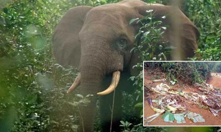 Mudigere: ಕಾಡಾನೆ ದಾಳಿ… ಬೆಳೆ ಹಾನಿಯಿಂದ ಗ್ರಾಮಸ್ಥರಲ್ಲಿ ಆತಂಕ