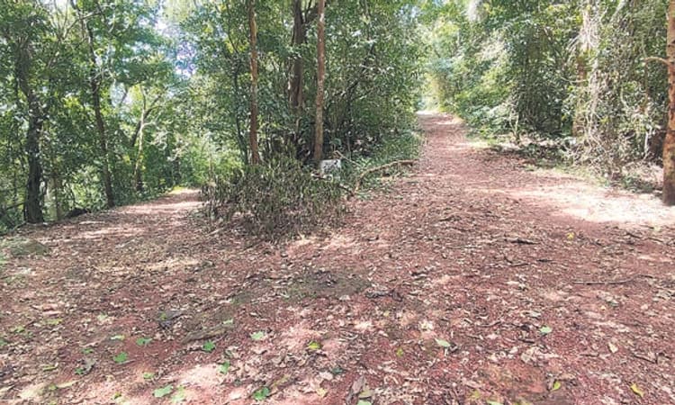 Puttur: ಬೇಡಡ್ಕದಿಂದ ಸೆರೆ ಹಿಡಿದ ಚಿರತೆ ಬಂಟಾಜೆ ಕಾಡಿಗೆ: ಸ್ಥಳೀಯರಲ್ಲಿ ಆತಂಕ