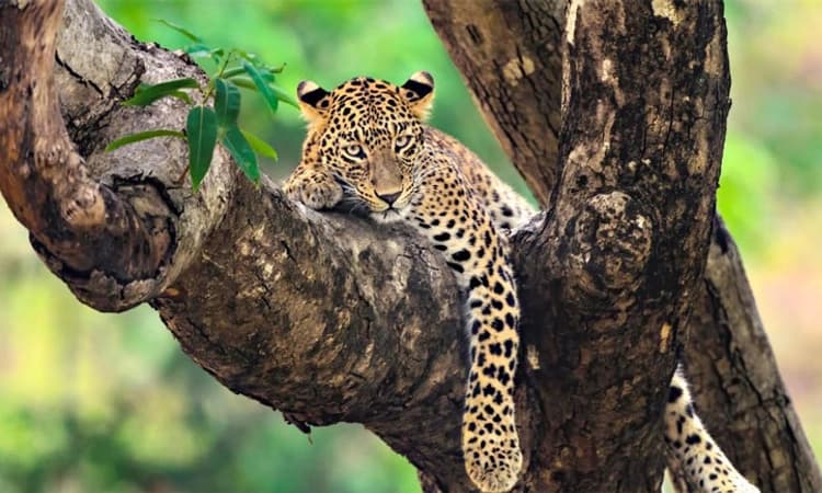 Perla ಚಿರತೆ ಭೀತಿ: ಶಾಲೆಗಳಲ್ಲಿ ಹಾಜರಿ ಕುಸಿತ