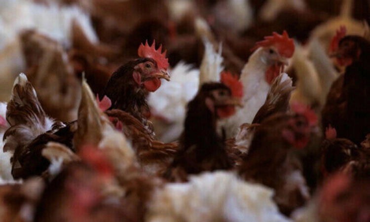 Bird Flu: ಬಳ್ಳಾರಿ, ಚಿಕ್ಕಬಳ್ಳಾಪುರದ ಕೋಳಿಗಳಲ್ಲಿ ಹಕ್ಕಿಜ್ವರ ದೃಢ! ಸ್ಥಳೀಯರಲ್ಲಿ ಆತಂಕ
