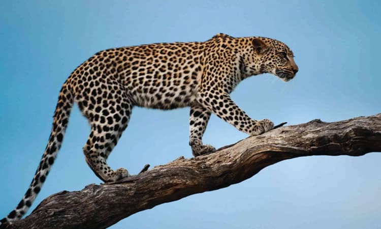 Kasaragod: ಪೆರಿಯ ಕೇಂದ್ರೀಯ ವಿ.ವಿ. ಸಮೀಪ ಚಿರತೆಗೆ ಆಹಾರವಾದ ನಾಯಿ!