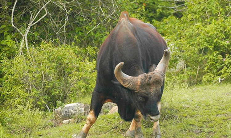 Kinnigoli ಪರಿಸರದಲ್ಲಿ ಕಾಡುಕೋಣ; ಜನರಲ್ಲಿ ಆತಂಕ