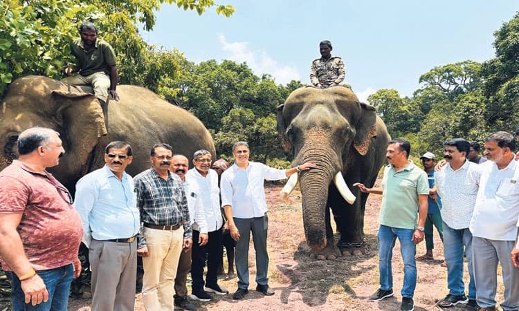 ಹುಲಿ ಸೆರೆ ಹಿಡಿಯುವ ಕಾರ್ಯಾಚರಣೆಗೆ ವೇಗ; ಅರಣ್ಯ ಇಲಾಖೆ ಸಜ್ಜು